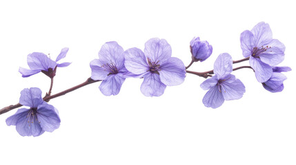 Tree branch flower on a white transparent background