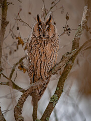 The long-eared owl stretched out on a branch to its full height.