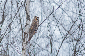 A big-eared owl is sitting on a tree.