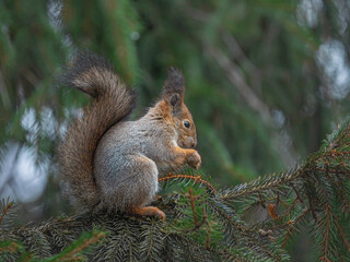 A squirrel sits on a branch and nibbles a nut.