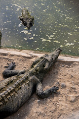 alligator in the swamp Zoo Tumbes  Perú