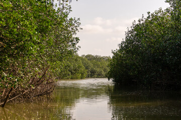 river in the forest Manglares Tumbes  Per&uacute;