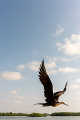 Obraz premium eagle in the sky Puerto Pizarro Tumbes Perú