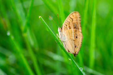 Brown butterfly on Green grass and small flowers,green blurred background with copy space for text. butterfly in a meadow in nature in green of sunlight in summer in the spring close-up of a macro.