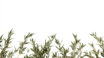 Fototapeta premium Fresh rosemary herb on white background. Aromatic green leaves for culinary and medicinal use, isolated for a natural and organic look.