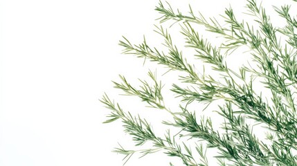 Fototapeta premium Minimalist image of delicate green fern leaves on a white background, perfect for nature-themed designs and organic aesthetics.