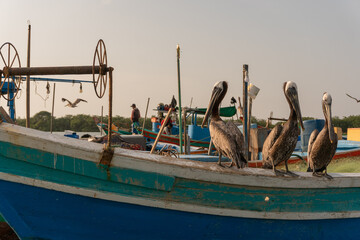 fishing boats in the harbor Puerto Pizarro Tumbes  Perú © Guillermo