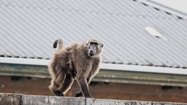 Mother baboon carrying her baby and run away. Baboons family walking on stone fence of Simon town in South Africa. Beautiful shot Baboons family walking at urban background. Wild life animals nature