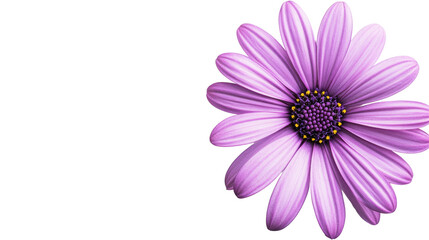 Fototapeta premium flower on a white transparent background