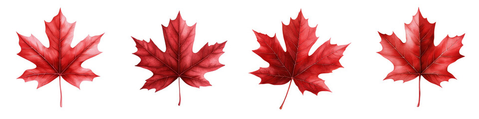 Elegant collection of red maple leaves, showcasing vibrant hues and autumnal beauty, perfect for seasonal themes and nature designs.