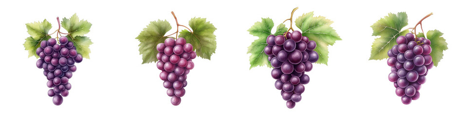 Fototapeta premium Vibrant bunches of purple grapes with lush green leaves, perfect for adding a touch of nature to your projects.