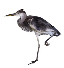 Beautiful great blue heron on white background. Exotic bird