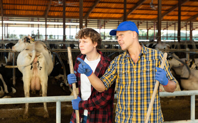 Farmer instructs young helper what to do on a cow farm