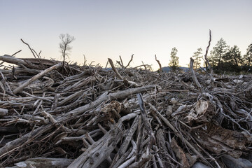 Photograph of a pile of dead dried driftwood tangled and intwined 