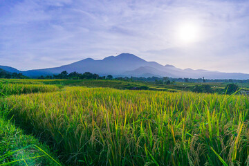 indonesia beauty landscape paddy fields in north bengkulu natural beautiful morning view from Indonesia of mountains and tropical forest