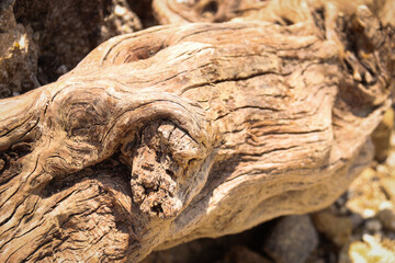 Detailed photograph of an old, weathered wood piece, highlighting its intricate grain and natural textures. Ideal for rustic decor or nature-themed design projects