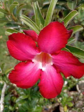 Red Desert Flower, adenium obesum