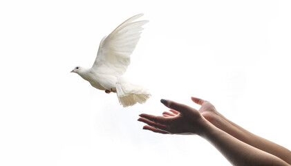 white dove flying happily on praying hand , hope and freedom concept