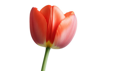 Obraz premium A beautiful vibrant red and orange tulip bloom with green stem, isolated on a white background. Perfect for floral, nature, and spring themes.