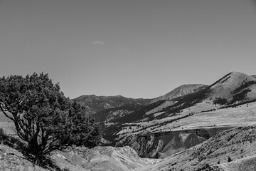 Beautiful peaceful black and white landscape photograph of one tree growing on the side of hill overlooking last mountain range at Yellowstone National Park in Wyoming.