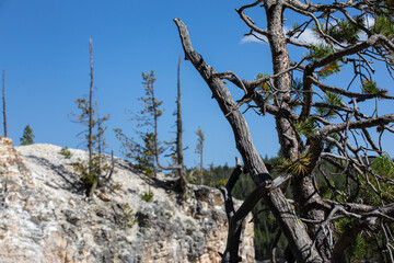 Photo of twisted pine tree branches, in background trees growing out of solid rock against a bright blue sky.