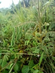 known as Sensitive Plant, Action Plant and Sleepy Plant, 