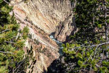 Naklejka premium View of the Grand Canyon of Yellowstone through tall green pine tree limbs and branches. Located in Yellowstone National Park, Wyoming. 