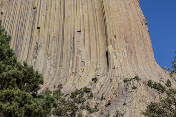 Close up photo of the devils tower rock formation and texture. Bright blue sky, green overgrowth at the base of monument.