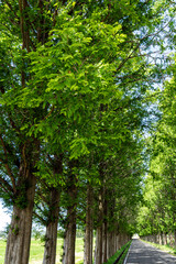 新緑の河北潟メタセコイヤ並木