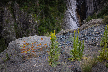 Naklejka premium Wild plants and flowers growing on mountain ledge in Colorado located near bear creek falls.