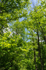 Obraz premium 新緑の森