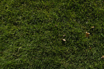 Flat lay photograph of green grass and a few dried brown leafs