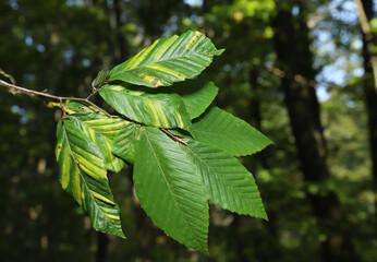 American Beech tree (Fagus grandifolia) with Beech leaf disease (BLD). This disease is associated with the nematode Litylenchus crenatae mccannii, and causes leaf damage before killing the tree.
