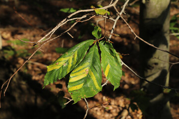 Leaves of an American Beech tree (Fagus grandifolia), showing damage from Beech leaf disease, which is associated with the nematode Litylenchus crenatae mccannii.