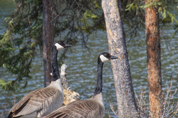 A Pair of Canadian Geese