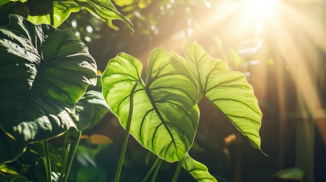 107. Detailed shot of alocasia odora leaves bathed in sunlight, with rays peeping through the foliage, showcasing the beauty of tropical plants in a serene home environment