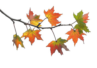 Obraz premium A branch with a few leaves on it