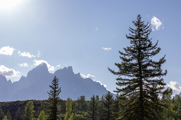 Obraz premium Grand Tetons in the background green pine trees and bright blue sky landscape photograph.
