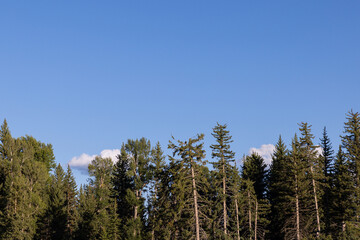 Still photo of tall pine tree tops against a bright blue sky with dead space.