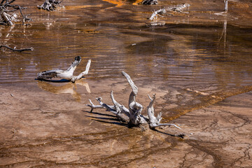 Photo of brown bacteria area on the Fountain paint pot trail dead petrified pieces of wood on the water surface in Yellowstone national park.