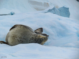 Leopard seal chin