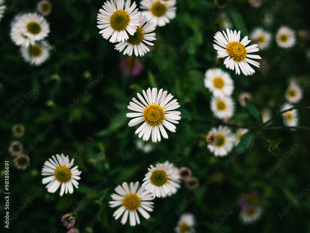 Poster Daisies in the garden