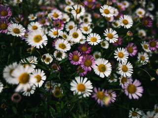 Daisies in the garden