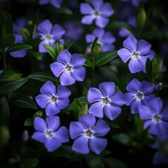 Vibrant purple periwinkle flowers, lush green leaves, close-up nature photography, rich colors, floral pattern, botanical garden, detailed petals, dark background, contrasting hues, panoramic view, ma