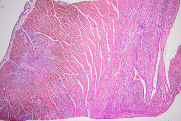Pathology and Histology Tissue of Mammals under microscope.