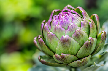 Obraz premium macro shot of fresh organic vegetable artichoke 