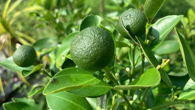 Calamansi lime known as limau kasturi in Malaysia, also commonly used in local cuisine.