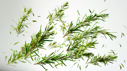 Fototapeta premium A bouquet of green rosemary twigs floats in the air. Herbs are scattered all over the background, creating a sense of movement and energy. The concept of freshness and vitality