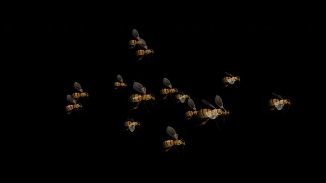 Common Bees - Angry Swarm of 15 Bugs - Flying Loop - Side View MS LS - Alpha Channel - Realistic naturalistic 4K UHD 3D animation isolated on transparent background