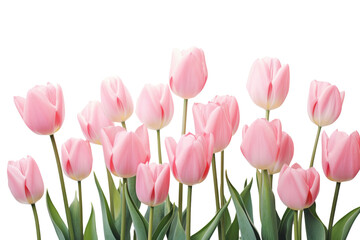 Fototapeta premium A close-up view of fresh pink tulips in full bloom showcasing their delicate petals and vibrant colors isolated on white background